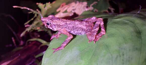 Image of Kadamaian Stream Toad