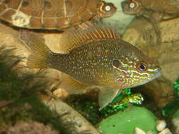 Image of Dollar Sunfish