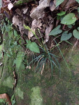 Image of Carex sociata Boott