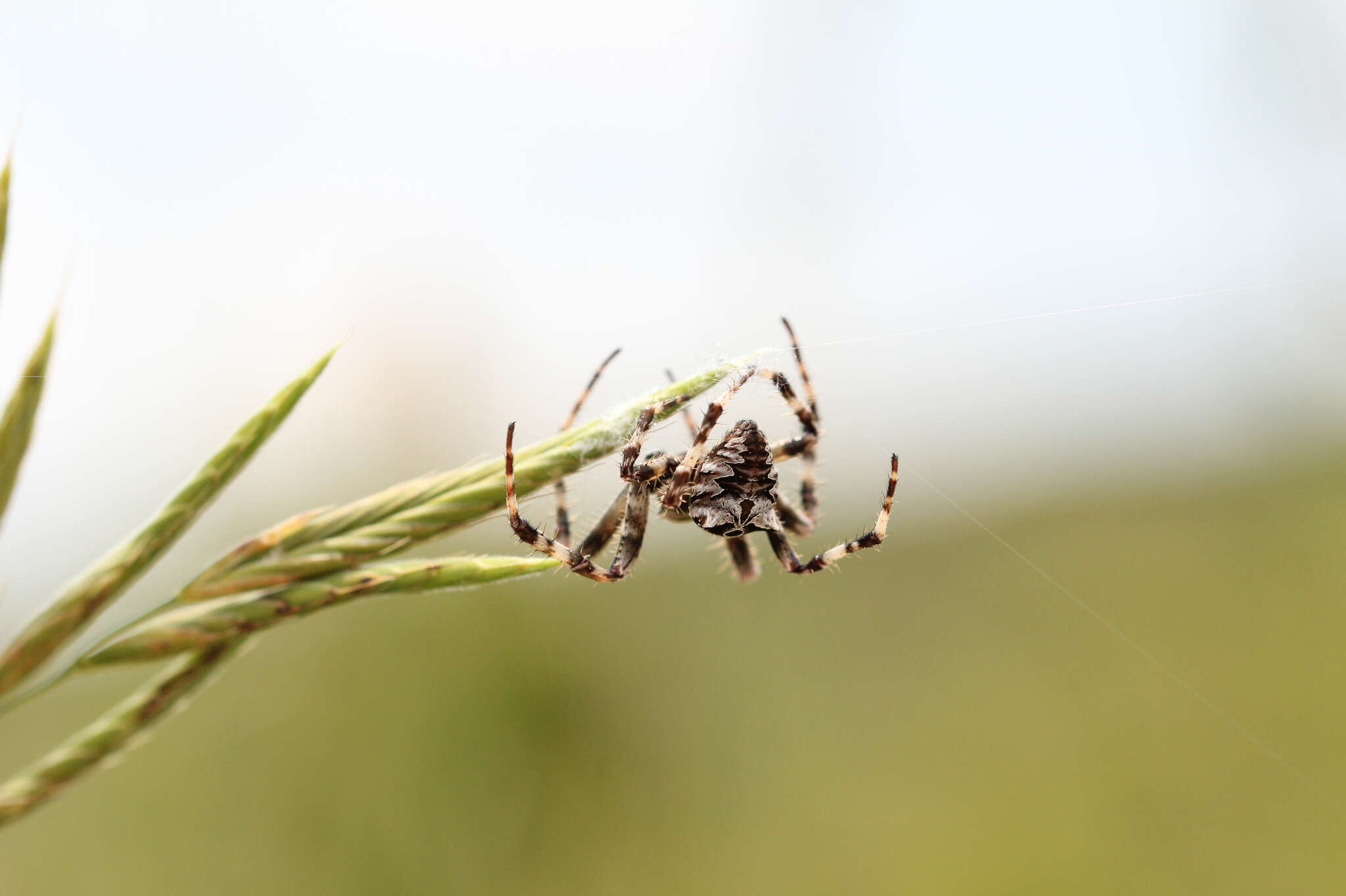 Image of Araneus grossus (C. L. Koch 1844)