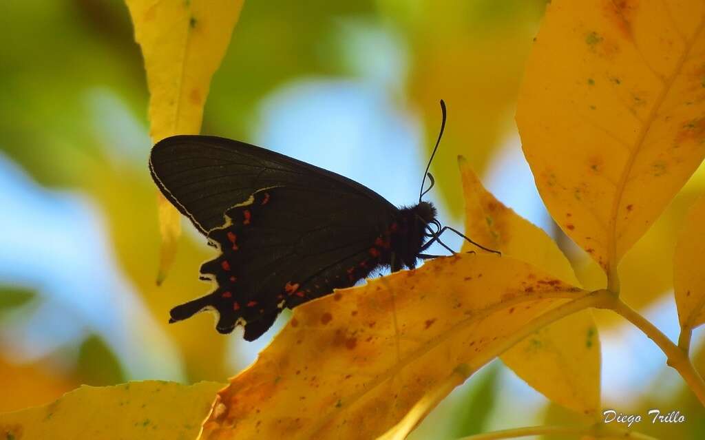 صورة Parides bunichus (Hübner 1821)