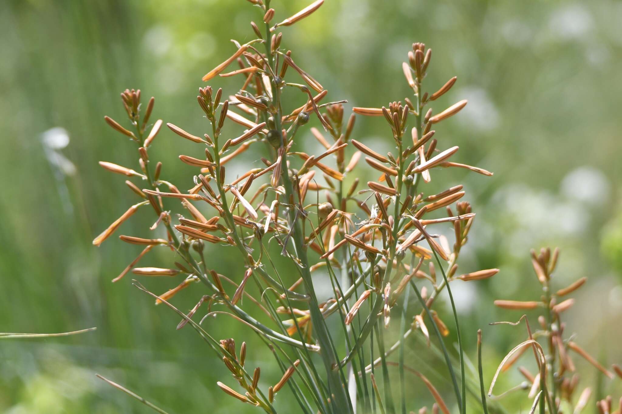 Image of Asphodeline brevicaulis (Bertol.) J. Gay ex Baker