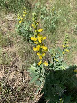 Слика од Thermopsis californica var. semota (Jeps.) C. J. Chen & B. L. Turner