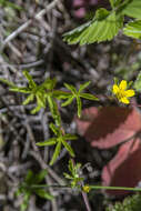 Imagem de Potentilla flagellaris Willd. ex Schltdl.