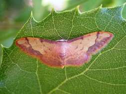 صورة Idaea ostrinaria