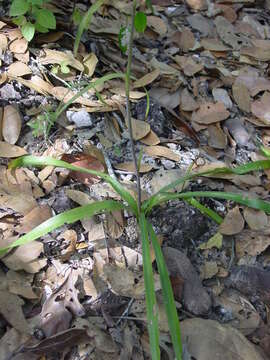 Image of Agave pratensis A. Berger