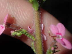 Image de Stylidium elongatum Benth.