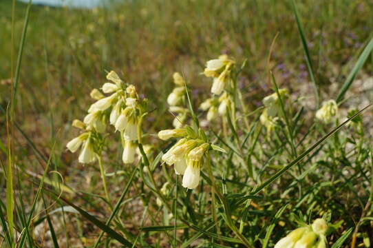 Image of Onosma simplicissima