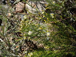 Image of Gutierrezia gilliesii Griseb.