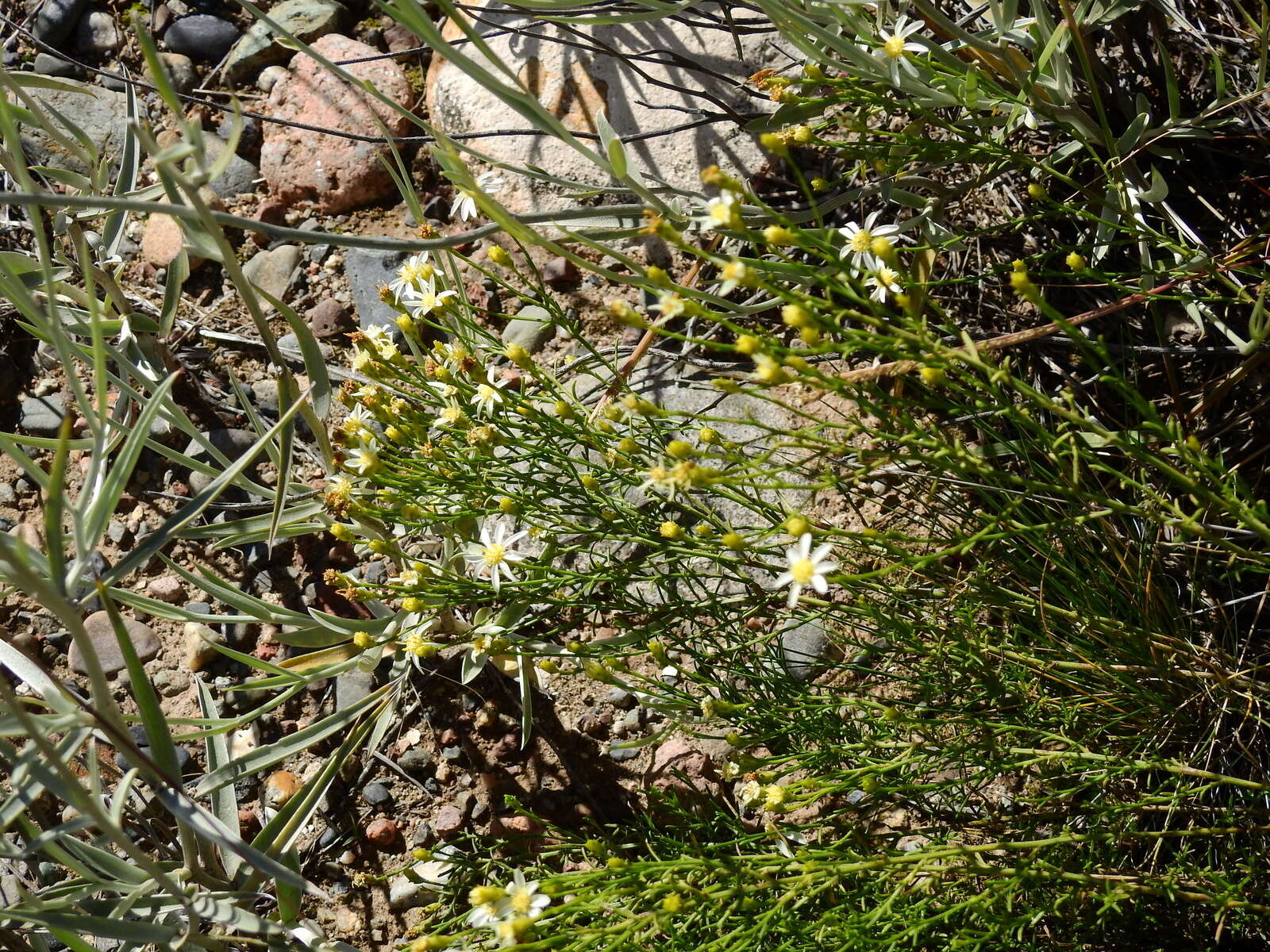 Image of Gutierrezia gilliesii Griseb.