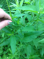 Heliopsis helianthoides (L.) Sw. resmi