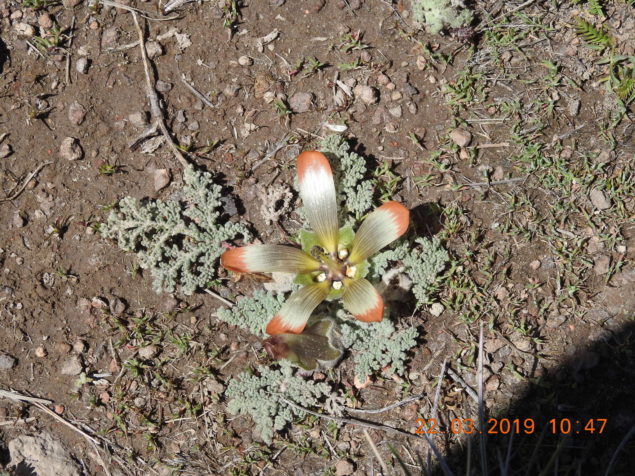 Imagem de Nototriche pediculariifolia (Meyen) A. W. Hill