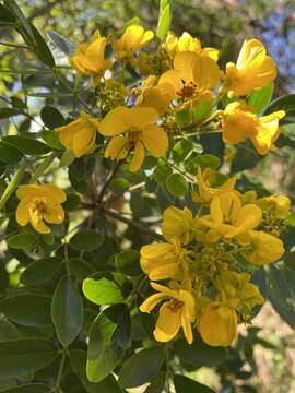 Image of limestone senna