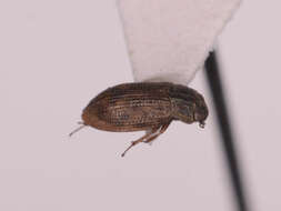 Image de Helophorus (Rhopalohelophorus) brevipalpis Bedel 1881