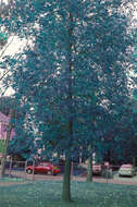 Image of Fraxinus pennsylvanica var. subintegerrima (Vahl) Fernald