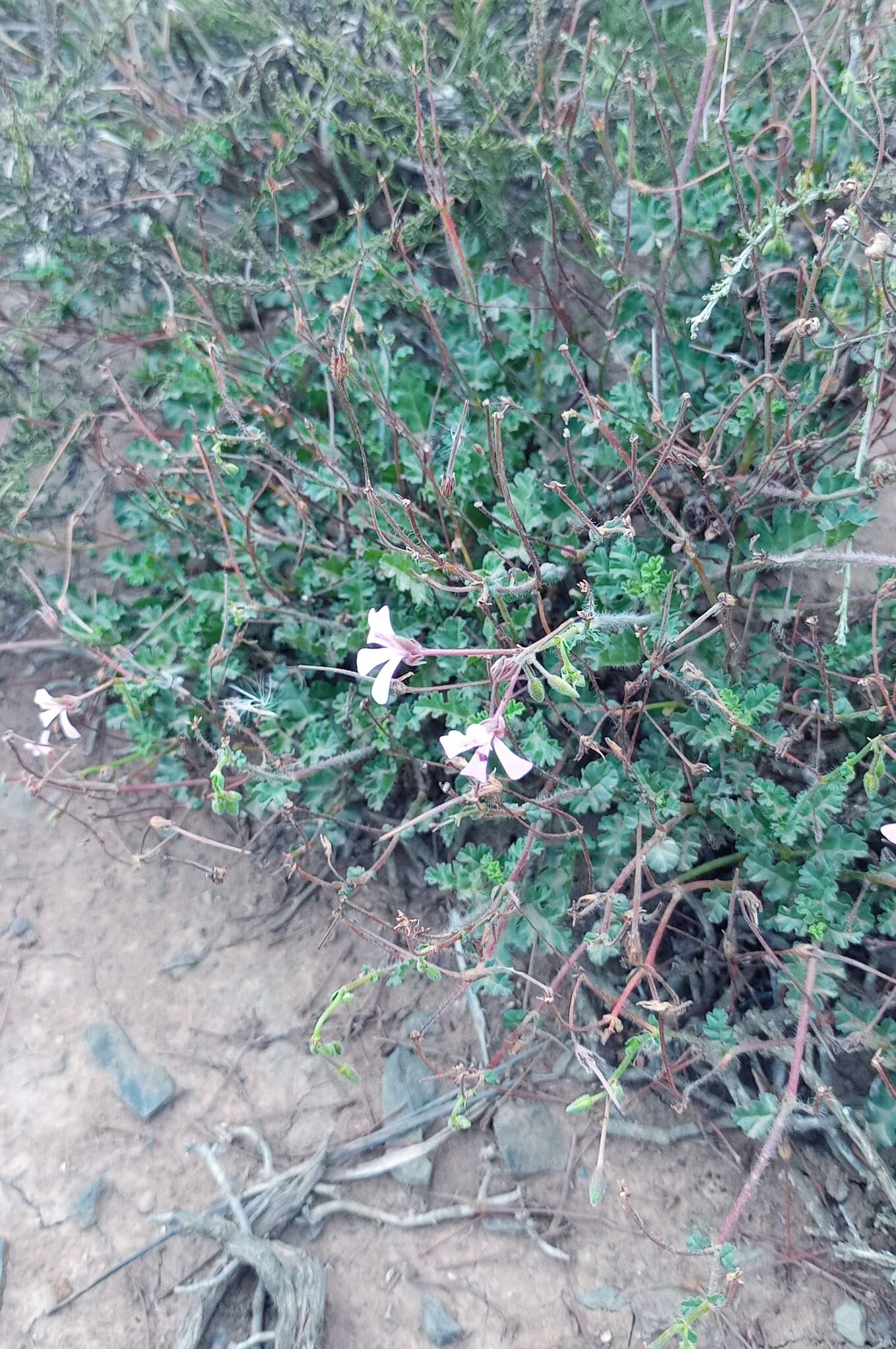 Image of Pelargonium ionidiflorum (Eckl. & Zeyh.) Steud.