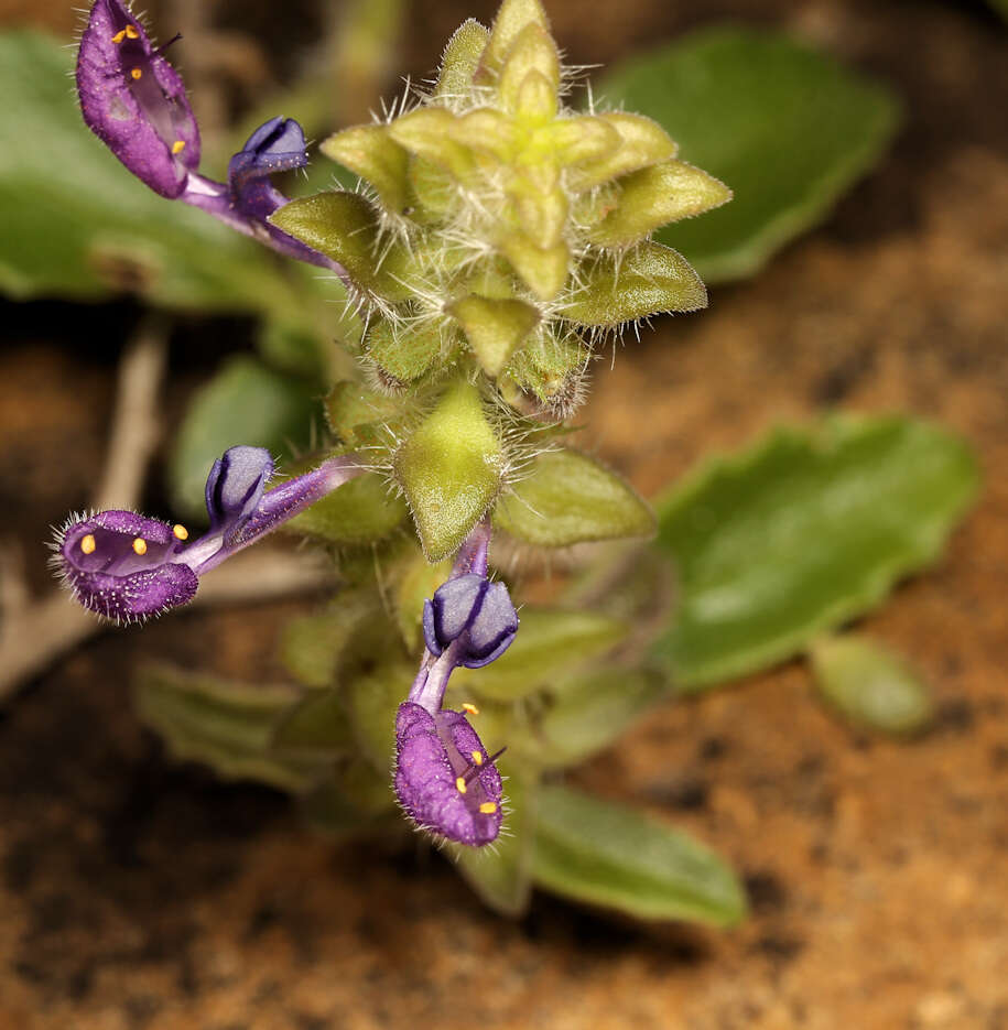 Image of Plectranthus lasianthus (Gürke) Vollesen