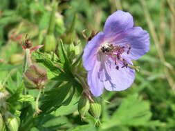 Imagem de Geranium pratense L.