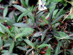 Imagem de Lobelia pubescens Aiton