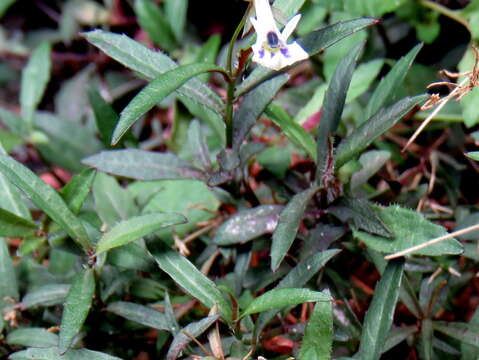 Image of Lobelia pubescens Aiton