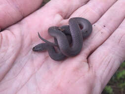 Image of Mountain Earth Snake