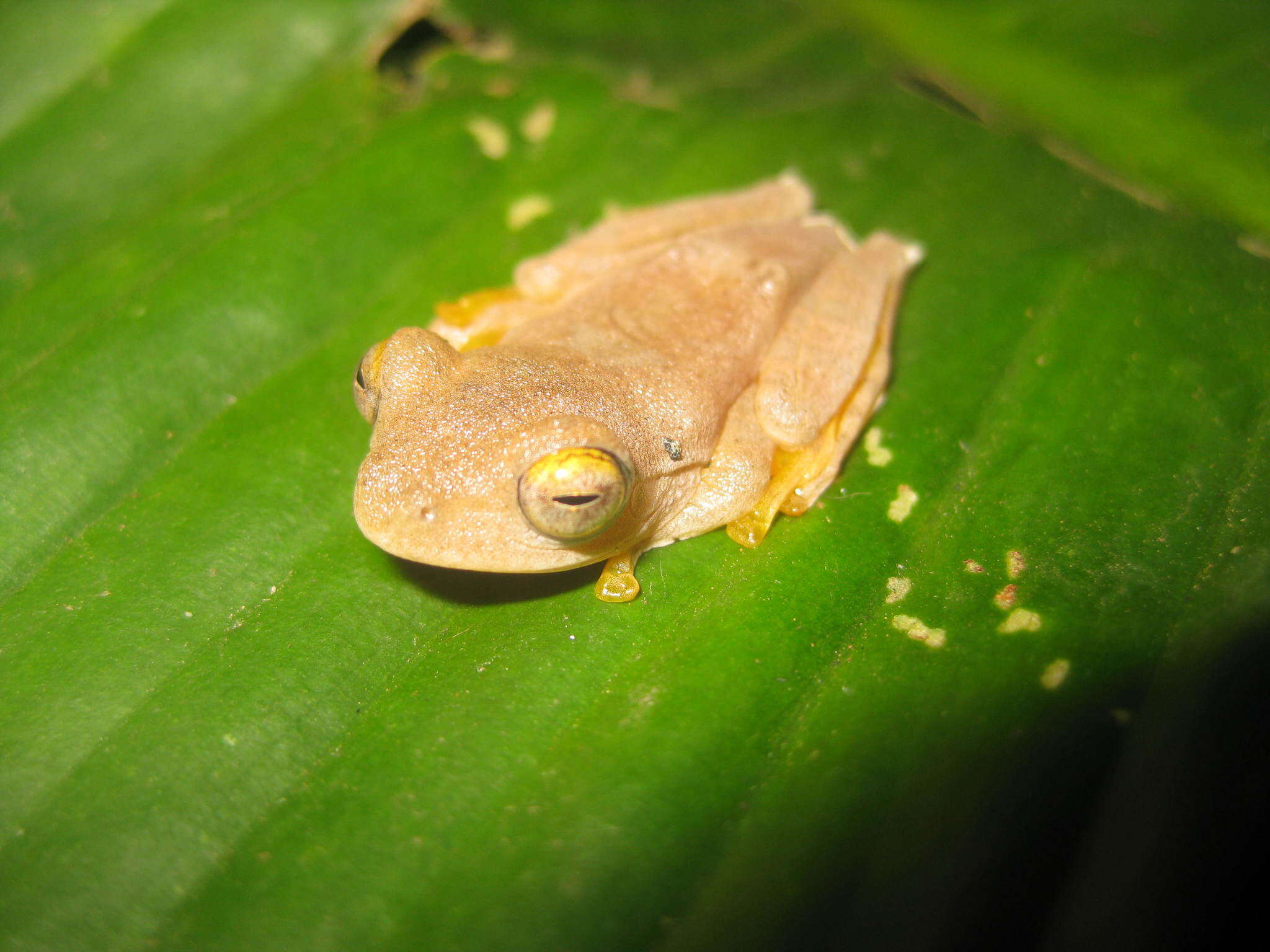 Image of Rhacophorus margaritifer (Schlegel 1837)