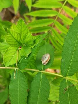 Image of <i>Cathaica fasciola</i>