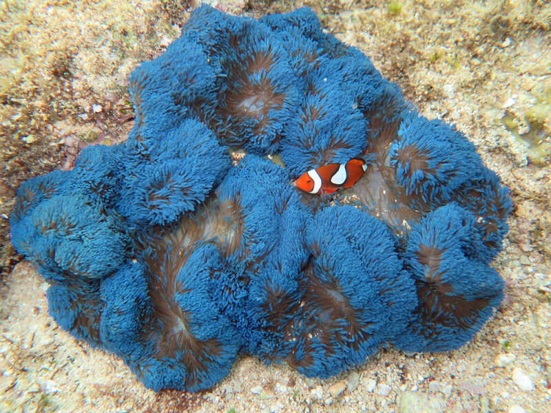 Image of Gigantic sea anemone