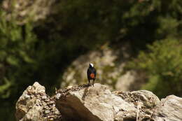 Image of White-capped Redstart