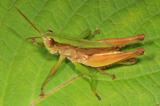 Image of Short-winged Green Grasshopper