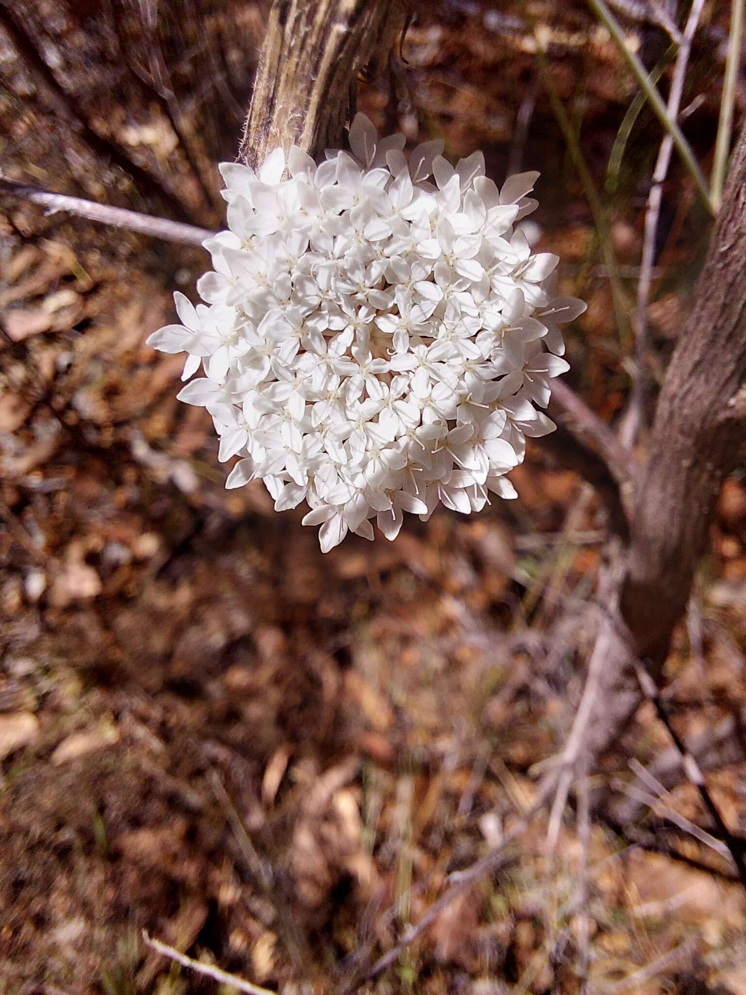 Image of Trachymene incisa subsp. incisa