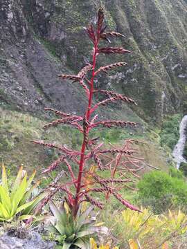 Image of Tillandsia secunda Kunth