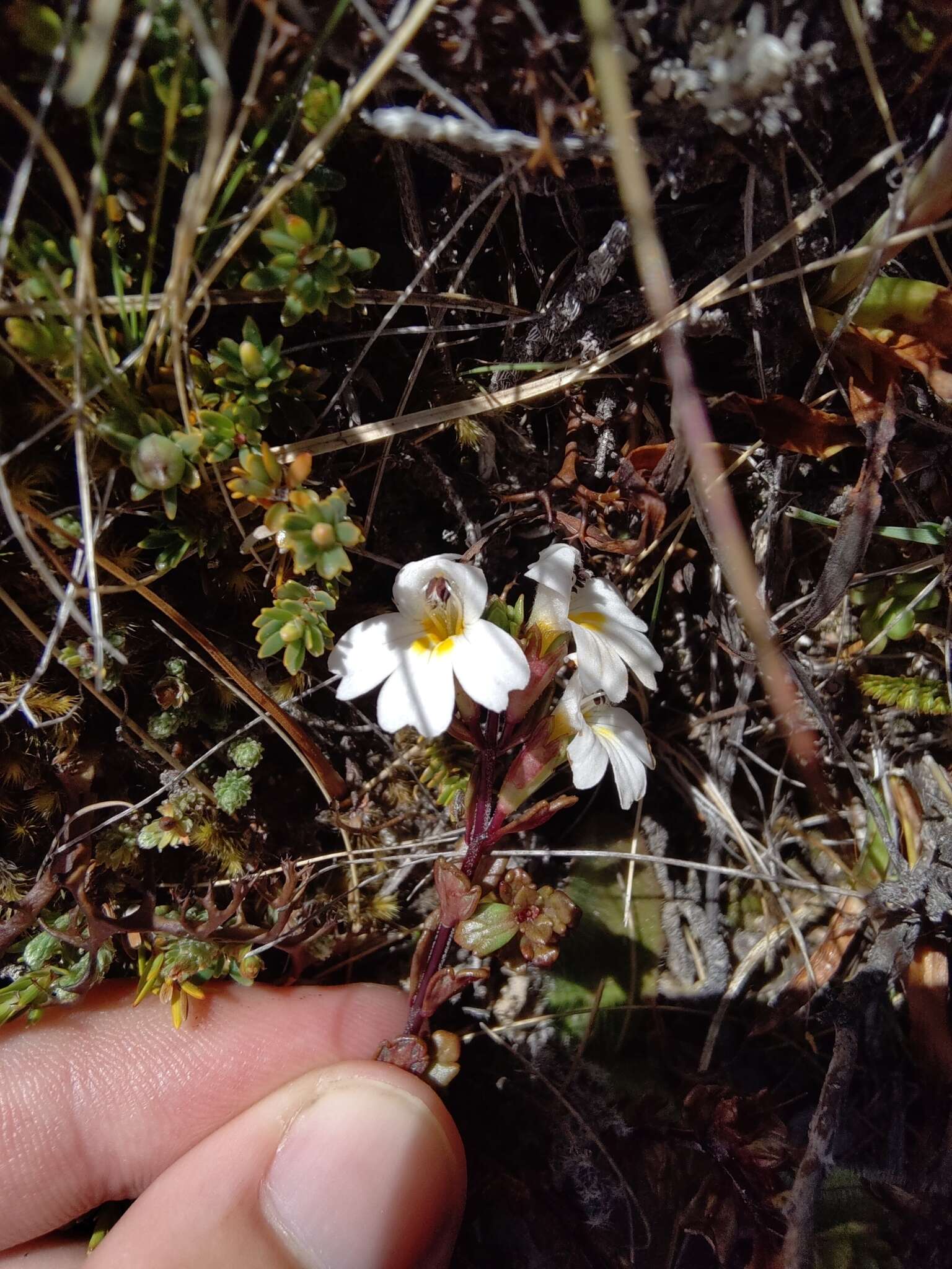 Image of Euphrasia laingii Petrie