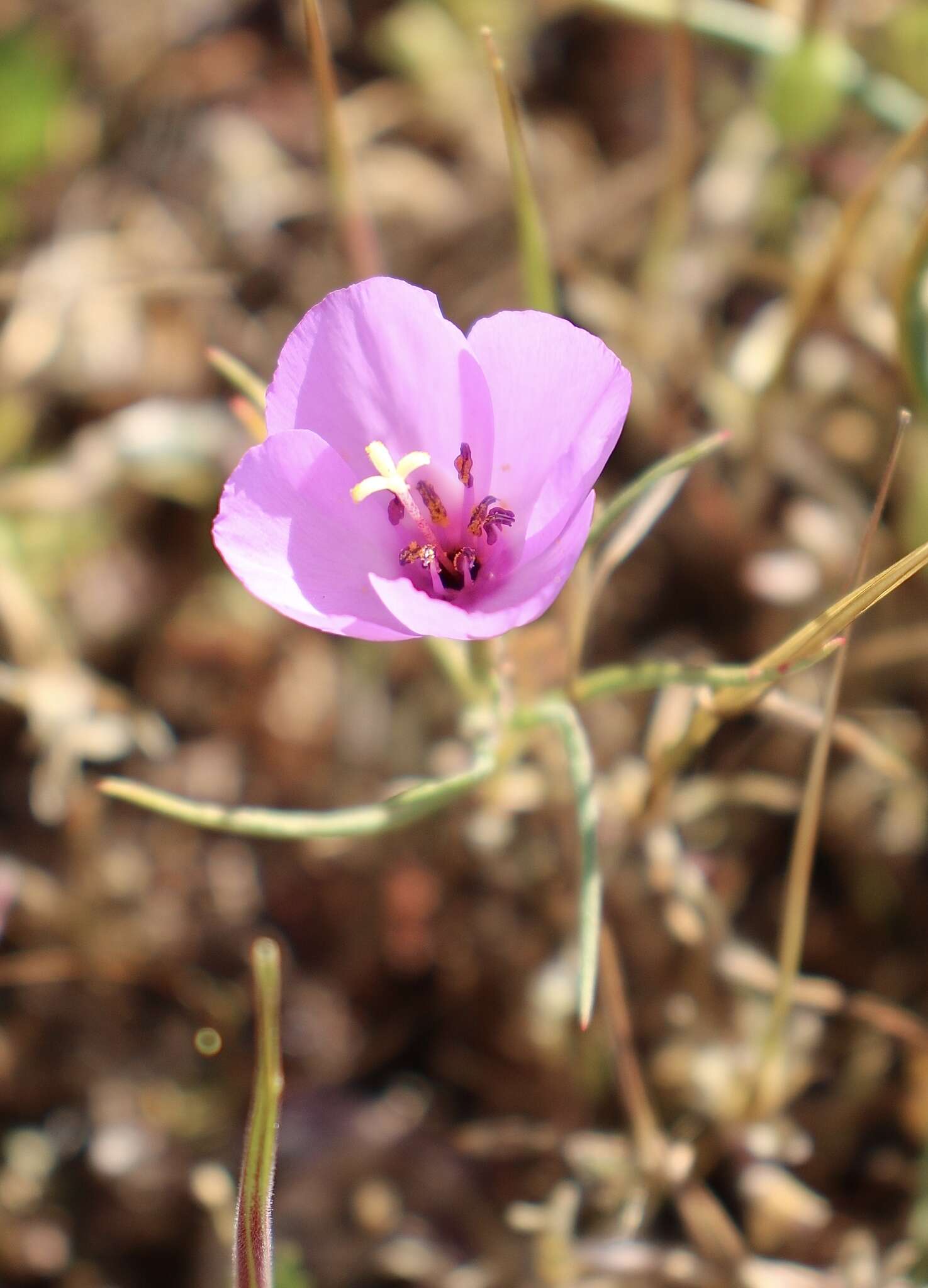 Image of glandular clarkia