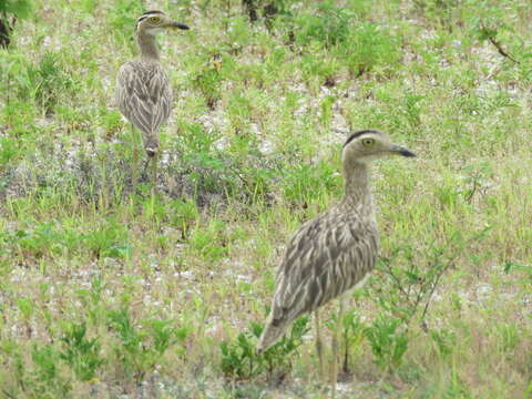 Image of Double-striped Thick-knee