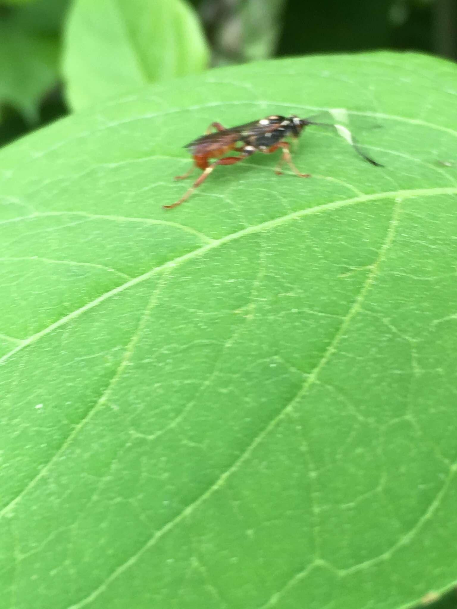 Image of Cratichneumon subfilatus Heinrich 1961