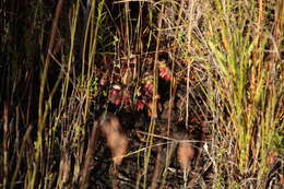 Image of Albany pitcher plant, Australian pitcher plant