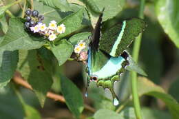Image of Common Banded Peacock