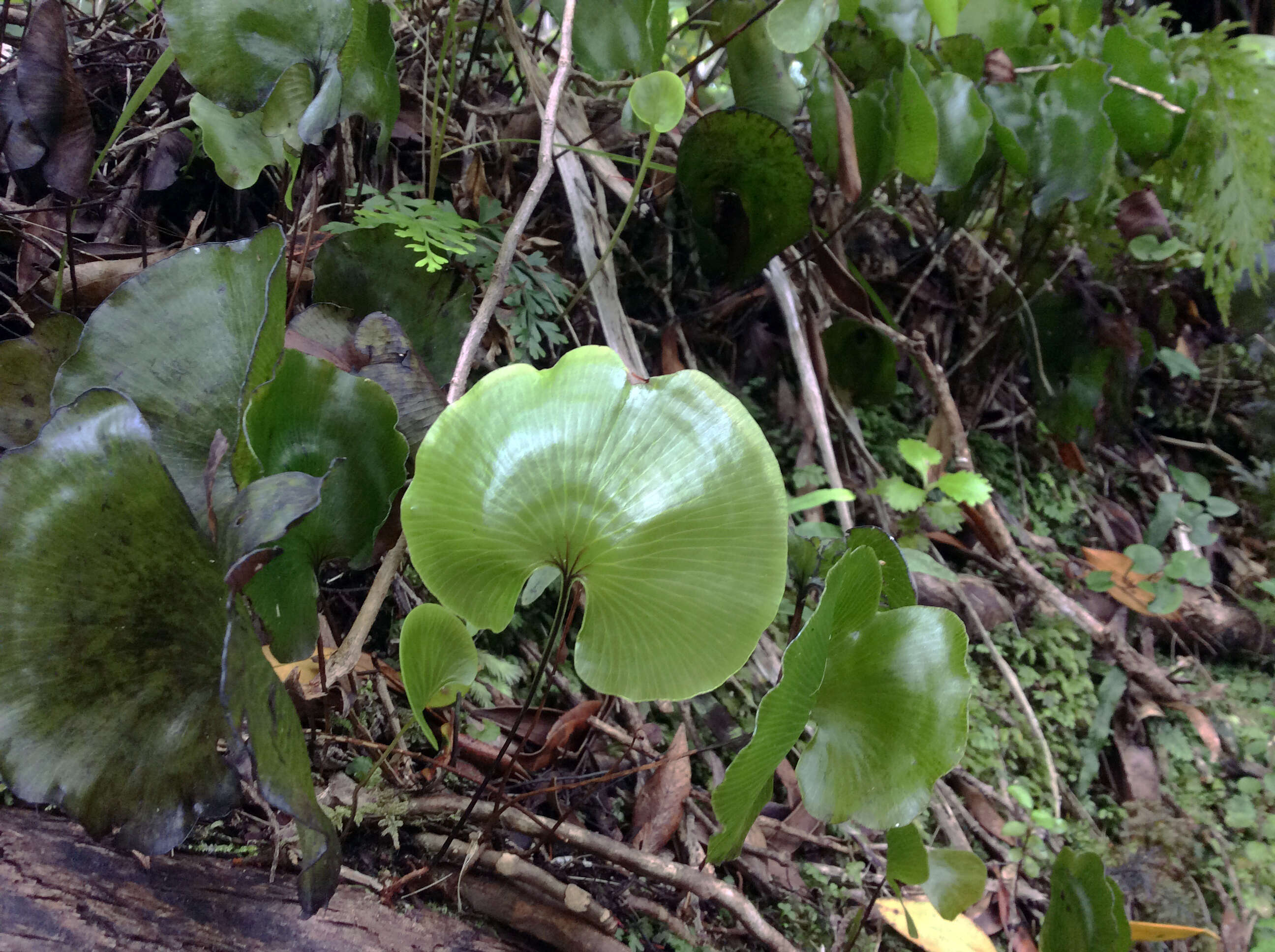 Imagem de Hymenophyllum nephrophyllum Ebihara & K. Iwats.