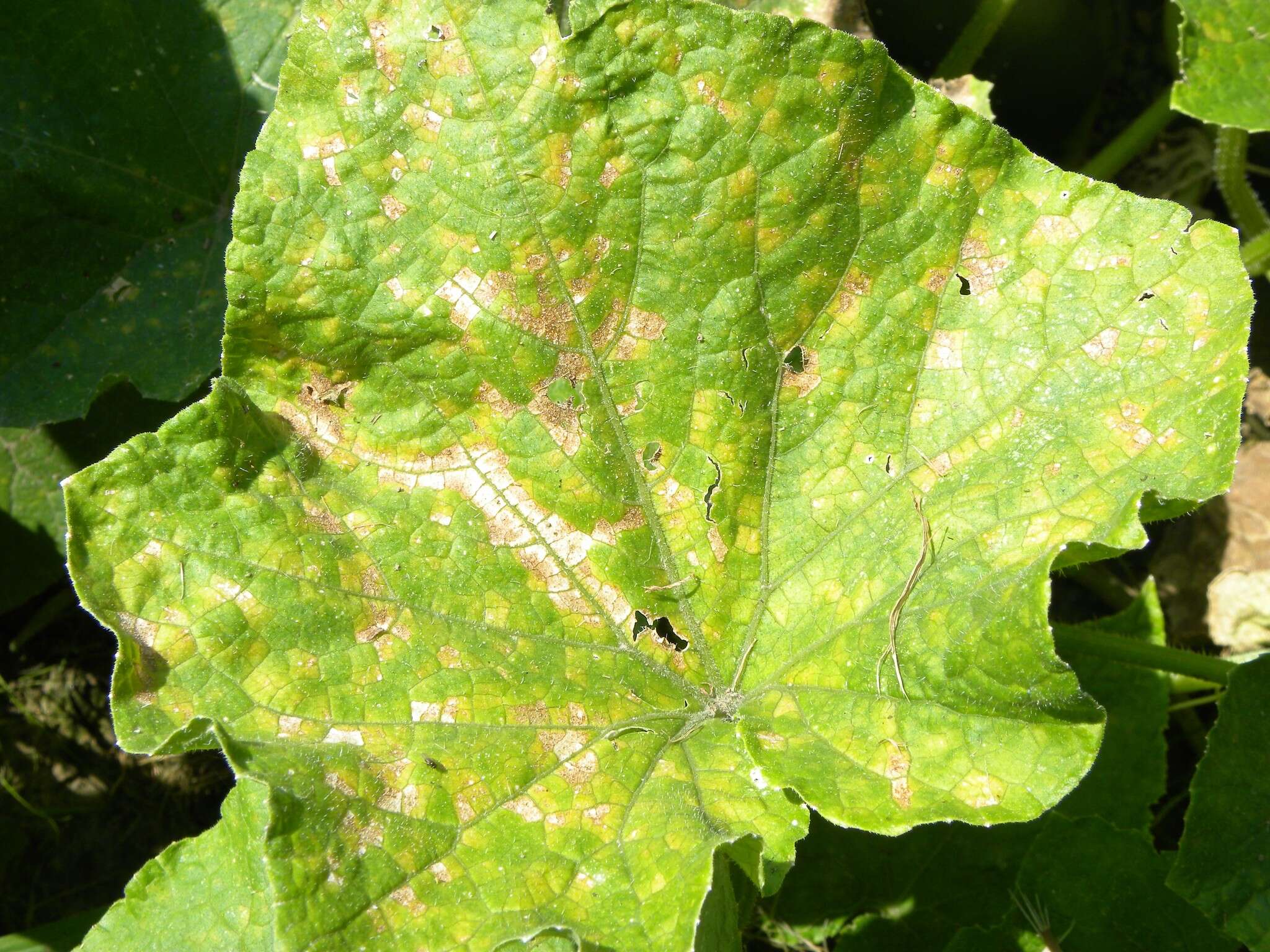 Image of Pseudoperonospora cubensis