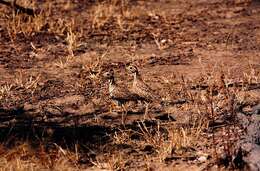 Image of Three-banded Courser