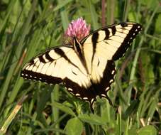 Image of Eastern Tiger Swallowtail