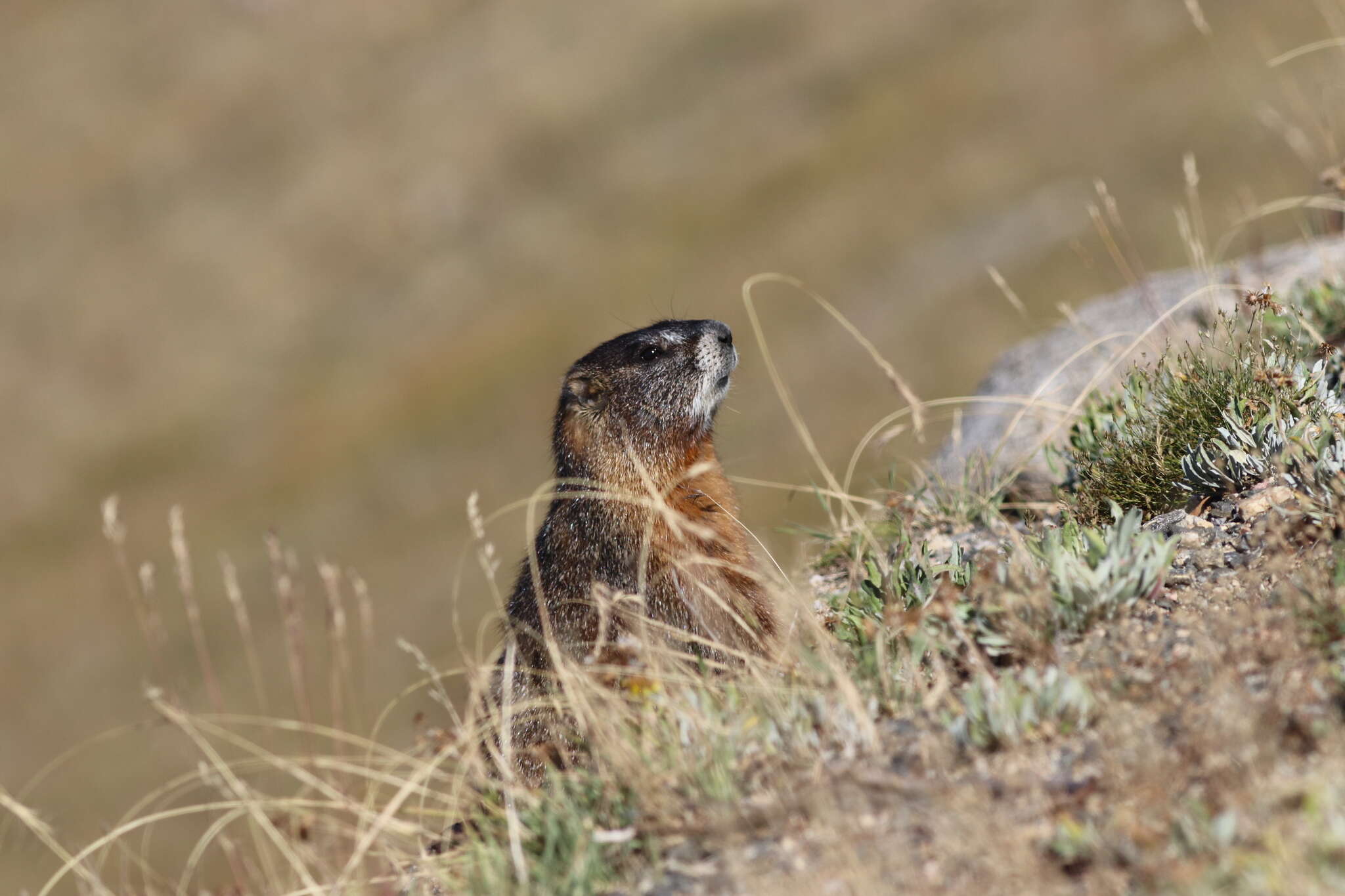 Image of Marmota flaviventris luteola A. H. Howell 1914