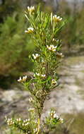 Image of Ozothamnus thyrsoideus DC.