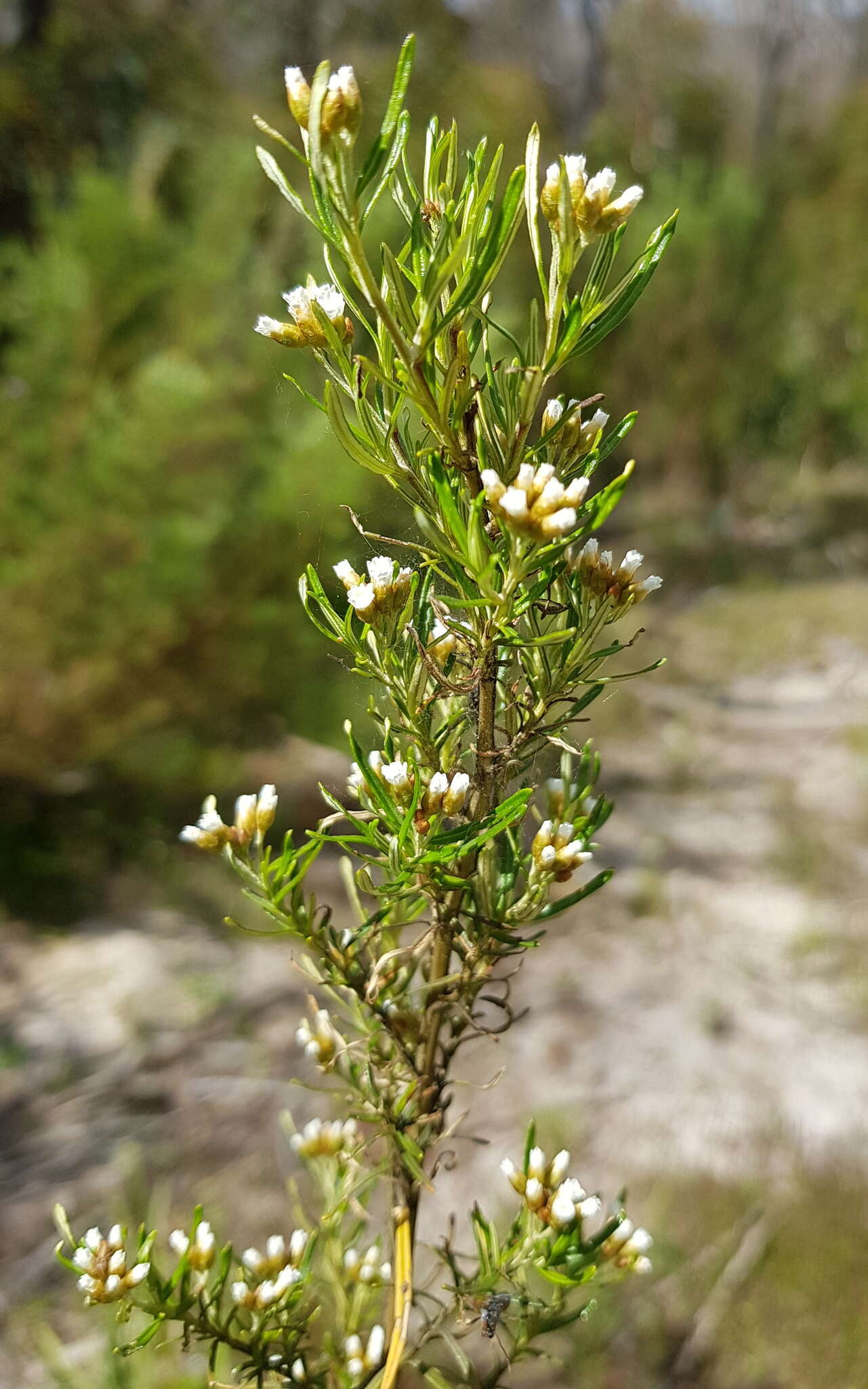 Image of Ozothamnus thyrsoideus DC.