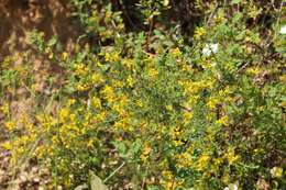 Image of Genista triacanthos Brot.