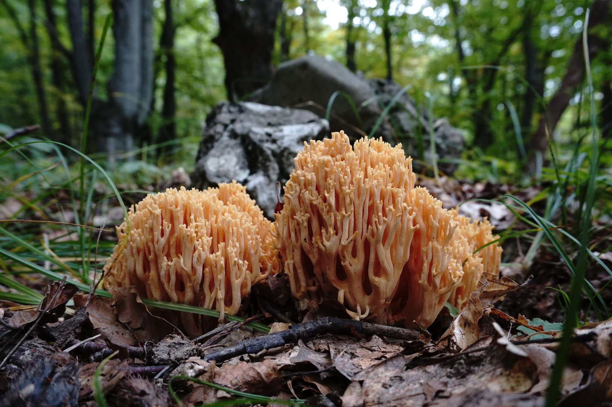 Ramaria flava (Schaeff.) Quél. 1888 resmi