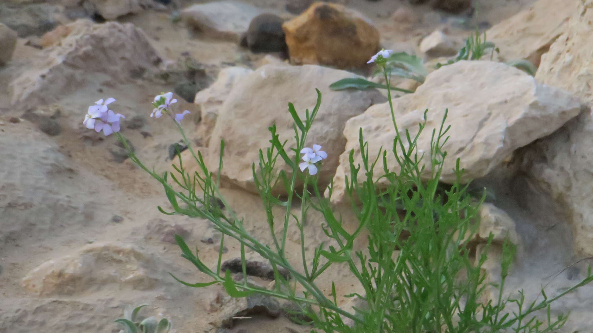 Image de Erucaria hispanica (L.) Druce