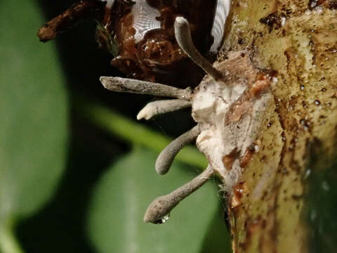 Image of Ophiocordyceps clavulata (Schwein.) Petch 1933