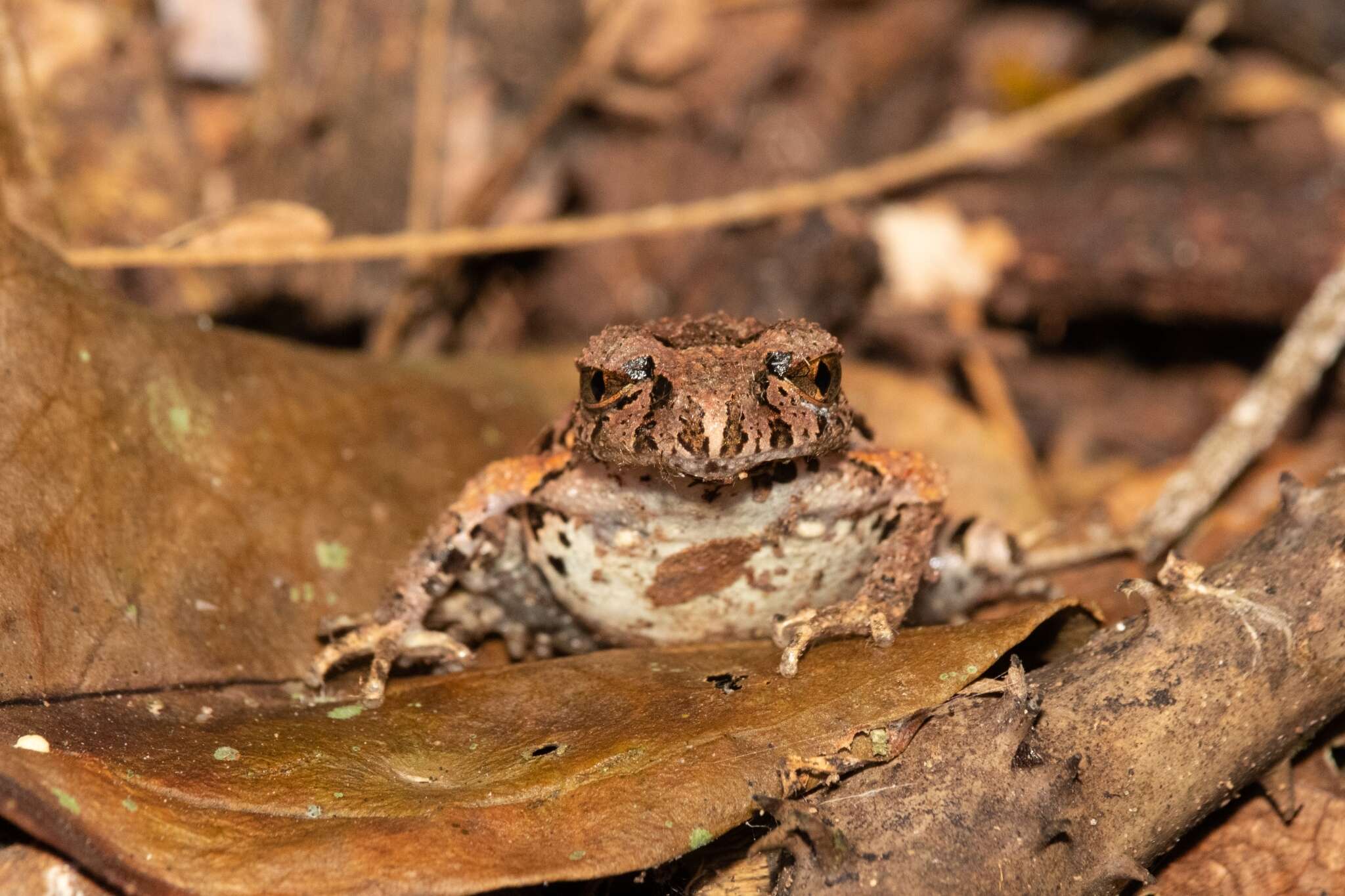 Image of Leptobrachella ventripunctata (Fei, Ye & Li ex Fei, Ye & Huang 1990)